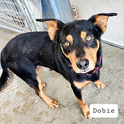 Thumbnail photo of Dobie #1