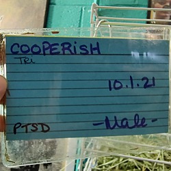 Thumbnail photo of Cooperfish #3