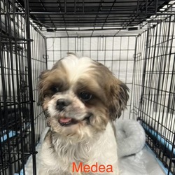 Thumbnail photo of Medea #2