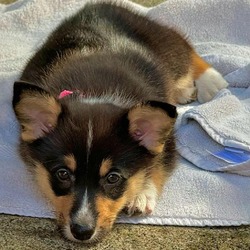 Thumbnail photo of Charley the cutest Corgi! #3