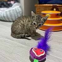 adopt a pet