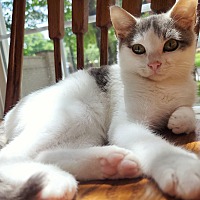 adopt a pet
