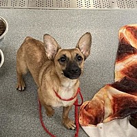 adopt a pet