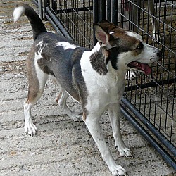 new plymouth dog pound