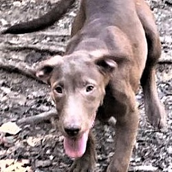 Thumbnail photo of Sage, energetic & fun pup! #2