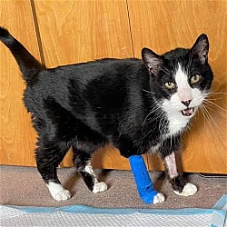 Thumbnail photo of Winslow: not at the shelter #1