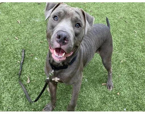 Austin, TX - American Pit Bull Terrier. Meet GOKU a Pet for Adoption ...