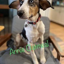 Photo of Annie Oatmeal - NY