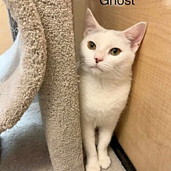 Thumbnail photo of Ghost #4