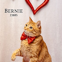 Thumbnail photo of Bernie - $55 Adoption Fee Special #3
