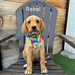 Photo of # Rebel