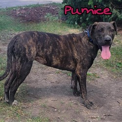 Thumbnail photo of Pumice #1
