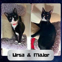 Thumbnail photo of Ursa & Major #1