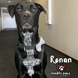 Thumbnail photo of Ronan #3