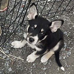 Thumbnail photo of Border Collie/Shep Pups Boys #3