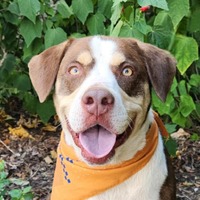 adopt a pet