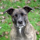 Adopt A Pet :: Clara - Versailles, KY
