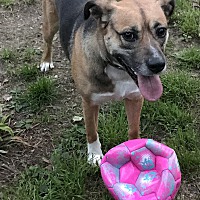 adopt a pet