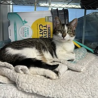 adopt a pet