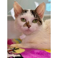 adopt-pet