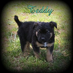 Thumbnail photo of Teddy #2