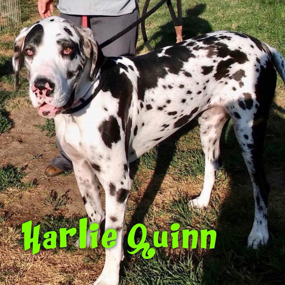 harley quinn great dane dog