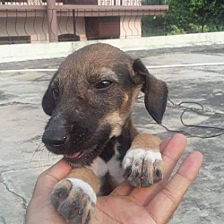 Thumbnail photo of Diplodocus-Indian Pariah pup #4