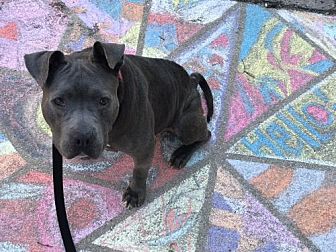 best dog food for pitbulls at petsmart