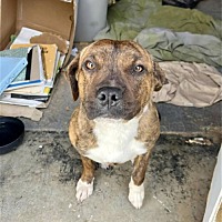 adopt a pet
