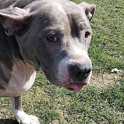 Peaceable kingdom small dogs for adoption sales