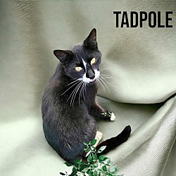 Thumbnail photo of Tadpole #1