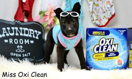 Photo of Miss Oxi Clean