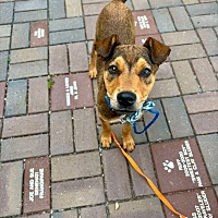 adopt a pet
