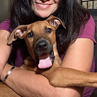 adopt a pet