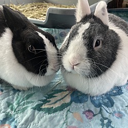 bonded pet photo