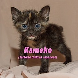 Photo of Kameko