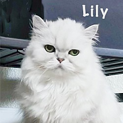 Photo of Lily