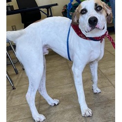 Photo of BANDIT