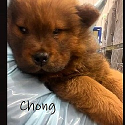 Thumbnail photo of Chong #1
