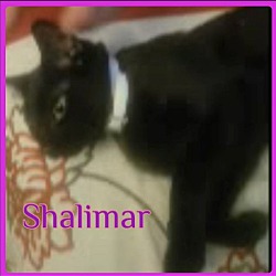 Photo of SHALIMAR