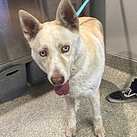 adopt a pet