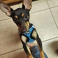 adopt a pet