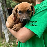 adopt a pet