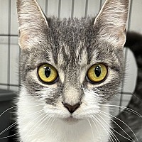 adopt-pet