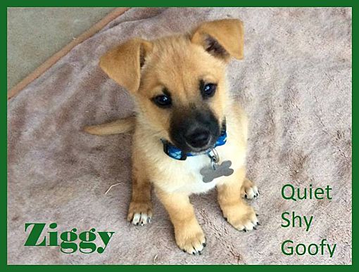 Citrus Heights Ca Corgi Meet Puppy Ziggy A Pet For Adoption