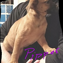 Thumbnail photo of Piper 💟 ADOPTED! #2