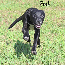 Thumbnail photo of Fink ~ meet me! #3