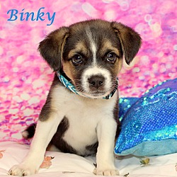Thumbnail photo of Binky~adopted! #1
