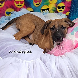 Thumbnail photo of Macaroni~adopted! #2