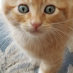 Photo of Kitten Rusty
